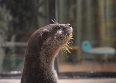 The otters practically never stood still but my husband still managed to get this great photo of one of them.